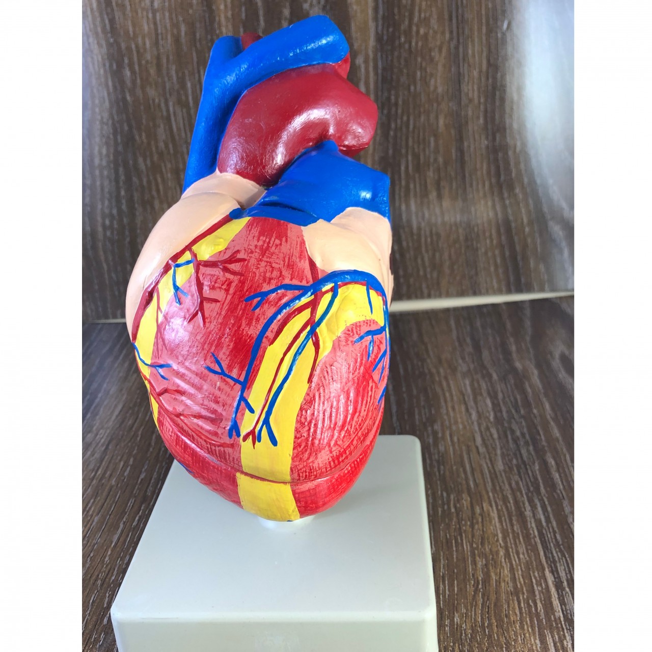 Human Anatomy Heart Model, Large