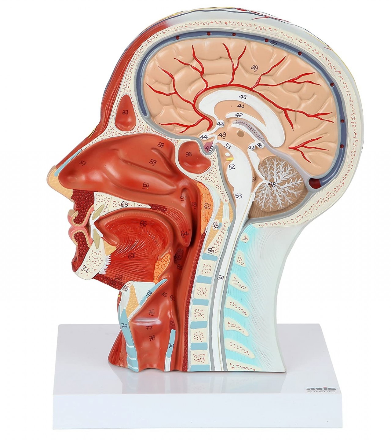 Human Head Model | Anatomy Model Features Half Head, Muscular